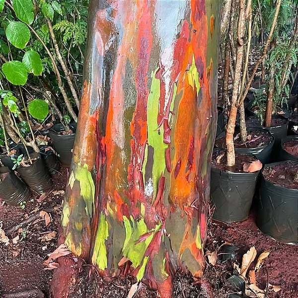 EUCALIPTO ARCO-ÍRIS (Eucalyptus deglupta)