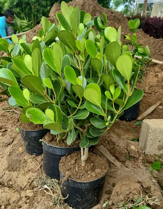 CLÚSIA (Clusia fluminensis) - Muda com 40 cm