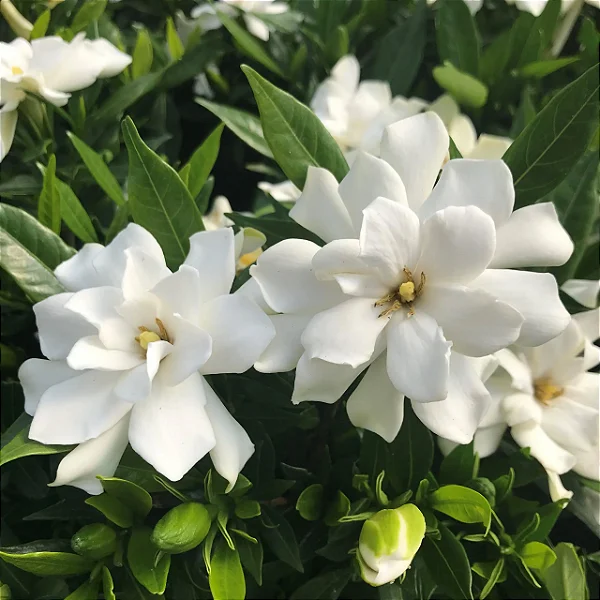 JASMIM DO CABO ou GARDÊNIA (Gardenia jasminoides) - 40 cm