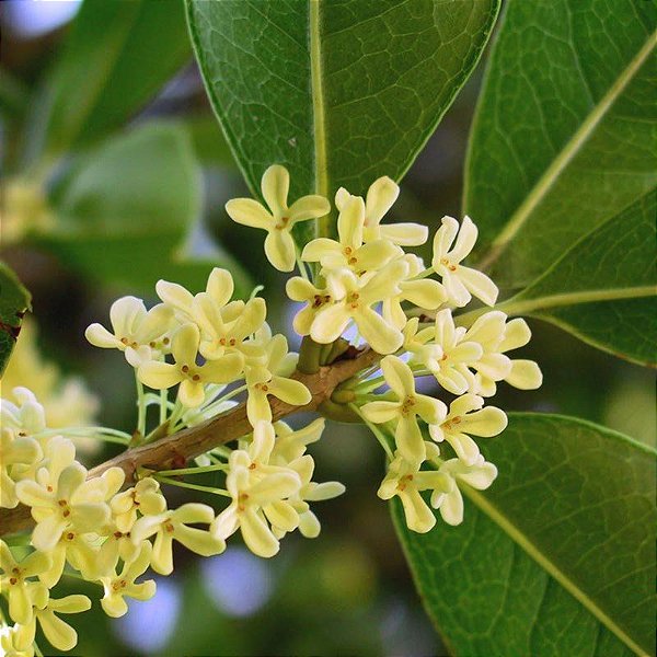 JASMIM DO IMPERADOR (Osmanthus fragrans) - Muda com até 60 cm