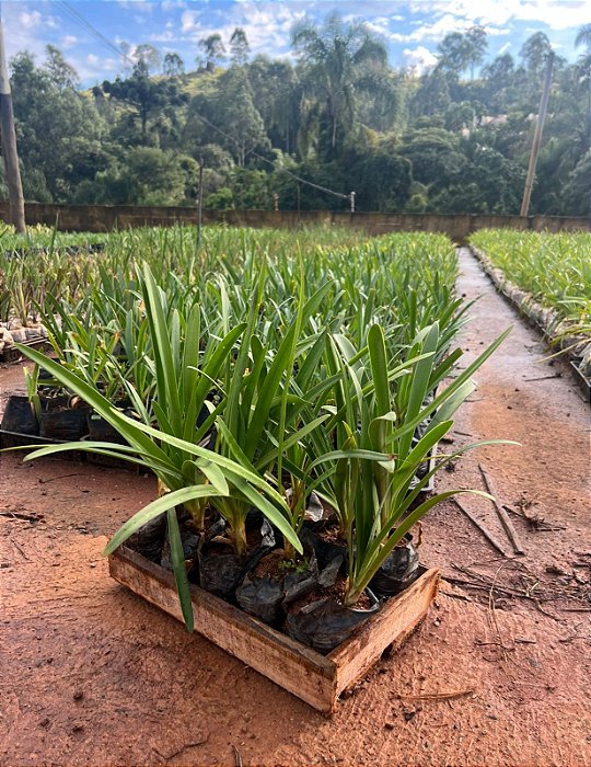 AGAPANTO AZUL (Agapanthus africanus) - CAIXA COM 10 MUDAS