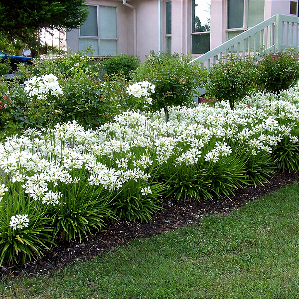 AGAPANTO BRANCO (Agapanthus africanus) - CAIXA COM 10 MUDAS