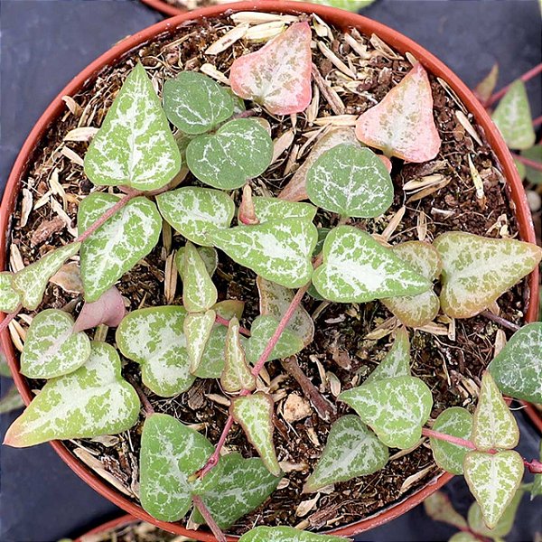CORAÇÃO EMARANHADO (Ceropegia Woodii) - P09