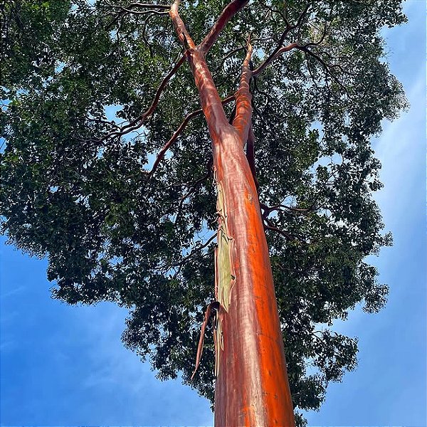 PAU MULATO (Calycophyllum spruceanum) - Muda com 60 a 80 cm