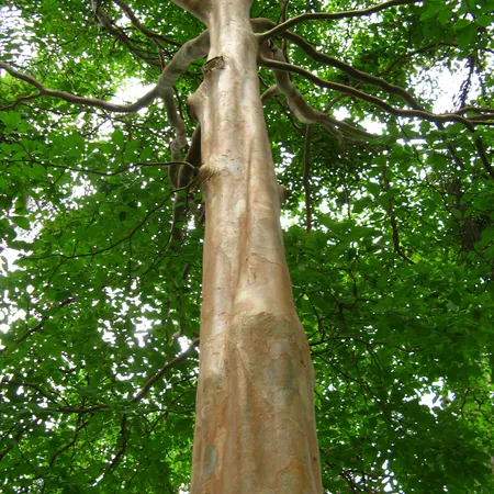PAU MULATO (Calycophyllum spruceanum) - Muda com 60 a 80 cm