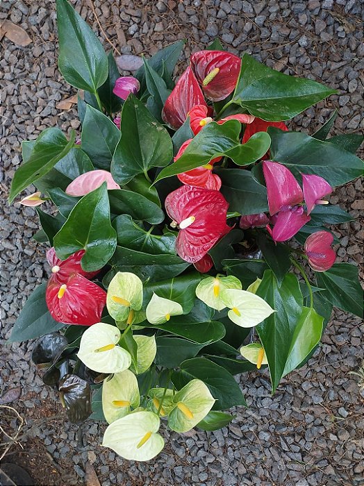 ANTÚRIO (Anthurium andraeanum) - Pote 9 ou 12