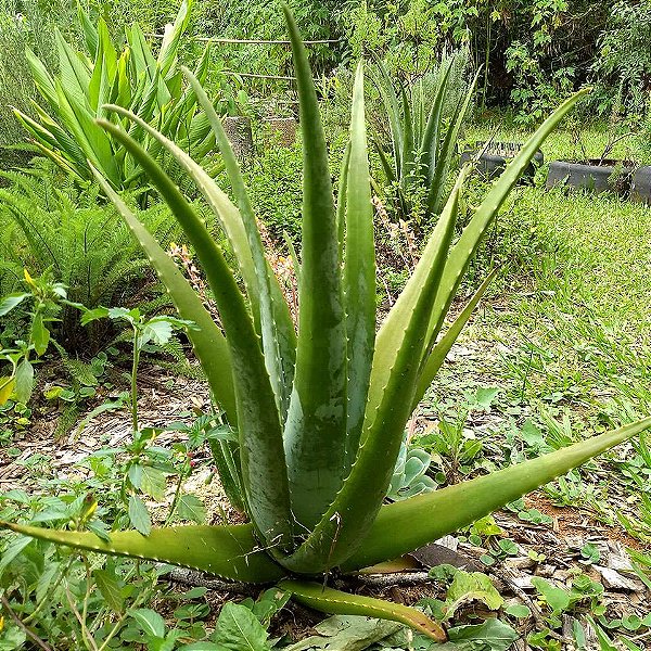 BABOSA (Aloe vera)