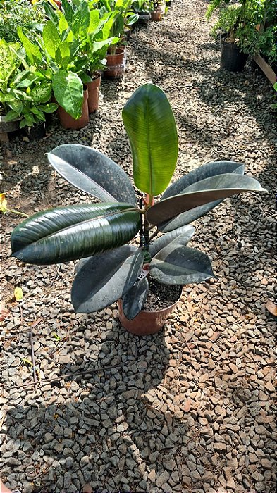 Ficus Elastica Burgundy - Pote 17