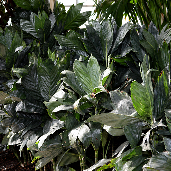 PALMEIRA METÁLICA (Chamaedorea metallica) - Muda com até 1,20m