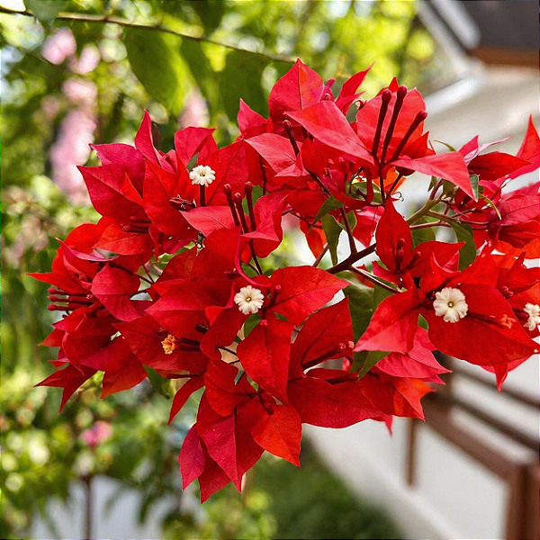 PRIMAVERA VERMELHA (Bougainvillea spp.) - Muda com até 1 metro