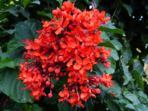 CLERODENDRO VERMELHO (Clerodendrum splendens)