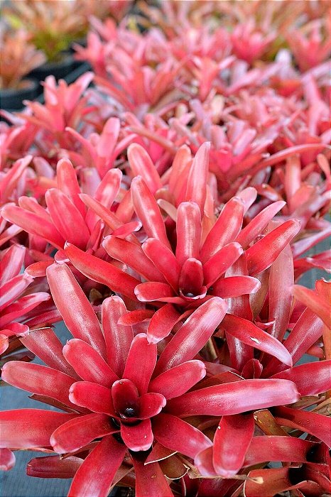 BROMÉLIA FIREBALL (Neoregelia 'Fireball')