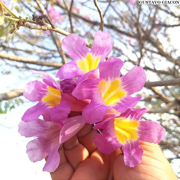 IPÊ ROSA (Handroanthus heptaphyllus) - Muda com até 1 metro - Rebrotar ...