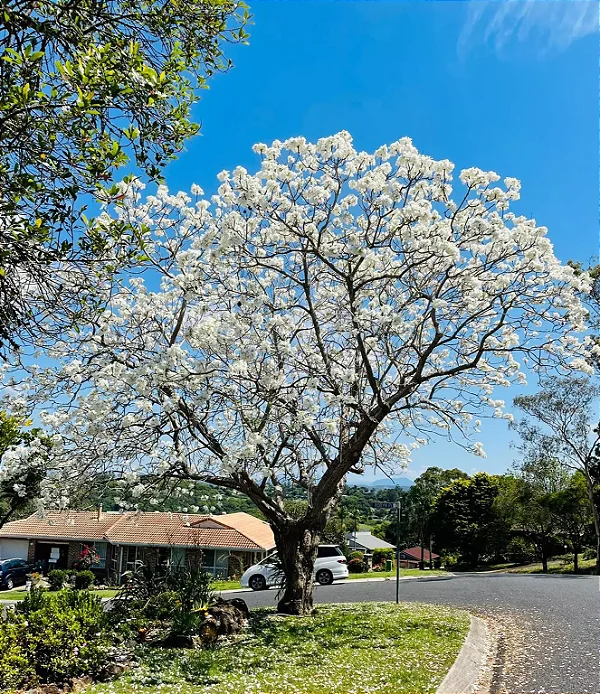 IPÊ BRANCO (Handroanthus roseoalbus)