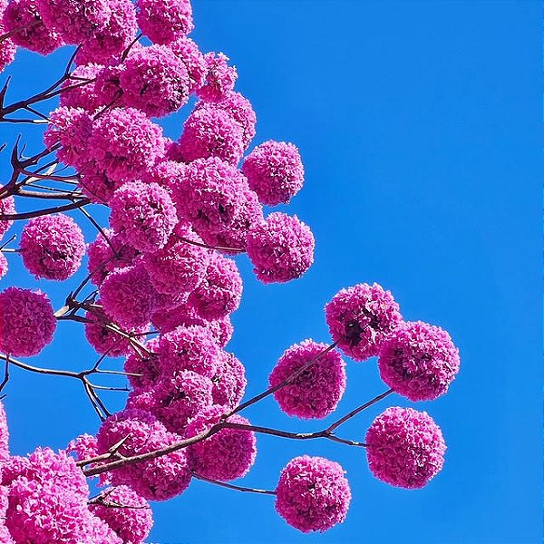 IPÊ ROXO BOLA (Handroanthus impetiginosus) - Muda com até 1 metro