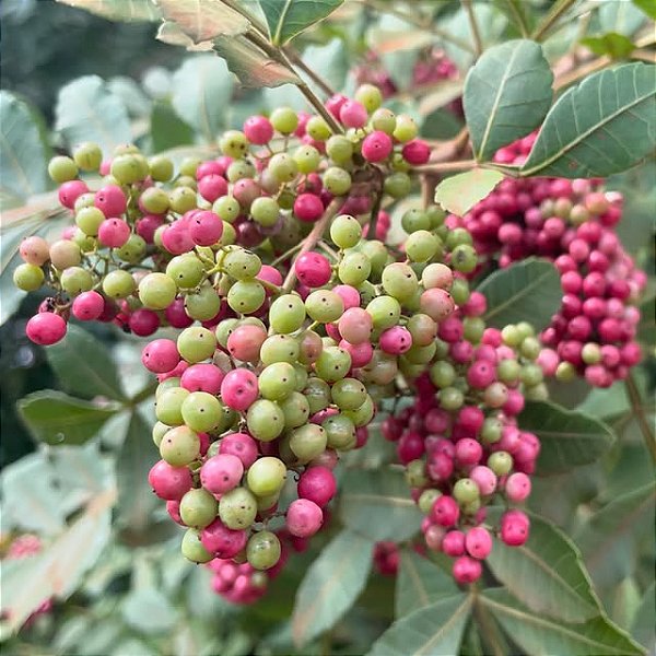 AROEIRA PIMENTEIRA (Schinus terebinthifolius Raddi)