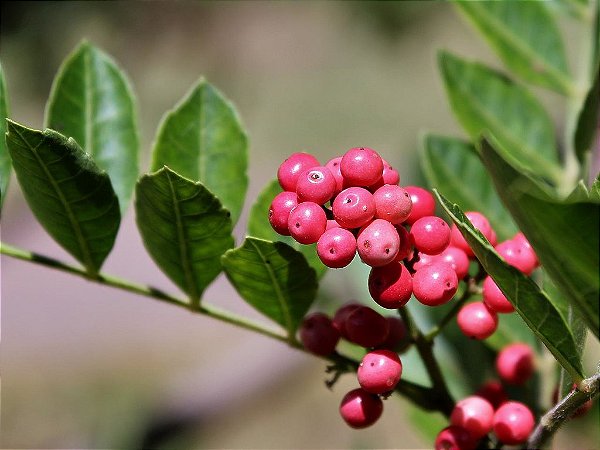 AROEIRA PIMENTEIRA (Schinus terebinthifolius Raddi)