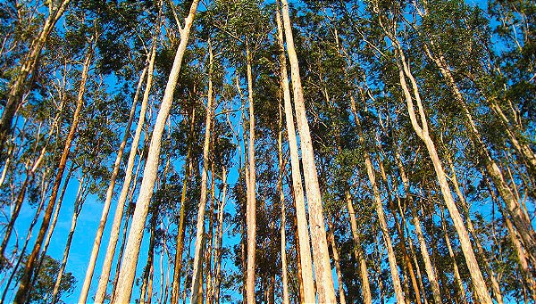 EUCALIPTO CITRIODORA (Corymbia citriodora)