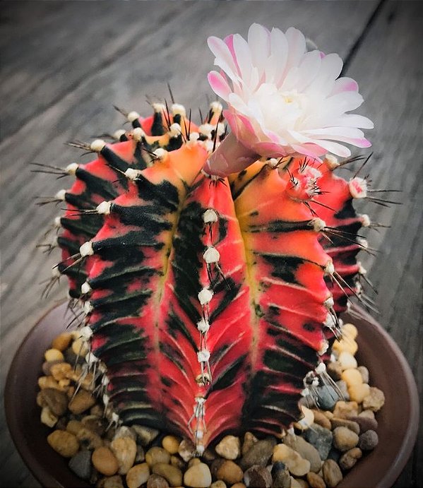CACTO GYMNOCALYCIUM VARIEGATA - Pote 9