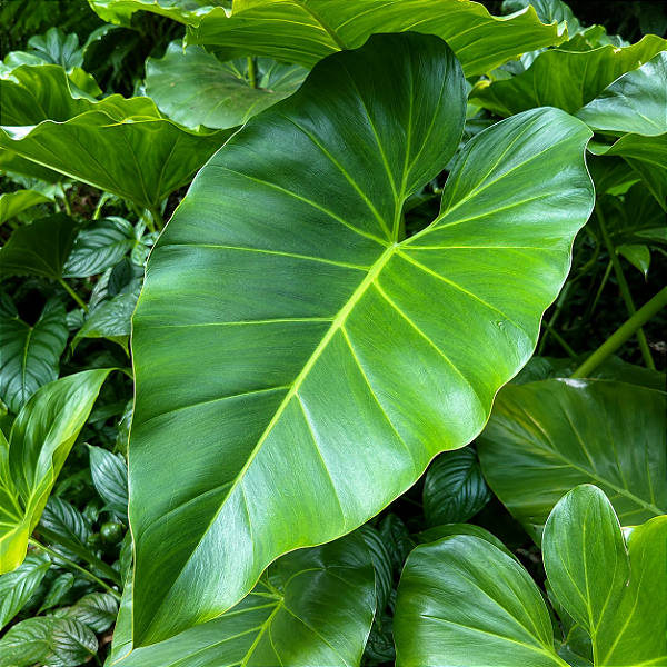 FILODENDRO ONDULADO (Thaumatophyllum undulatum) - Muda com até 60 cm