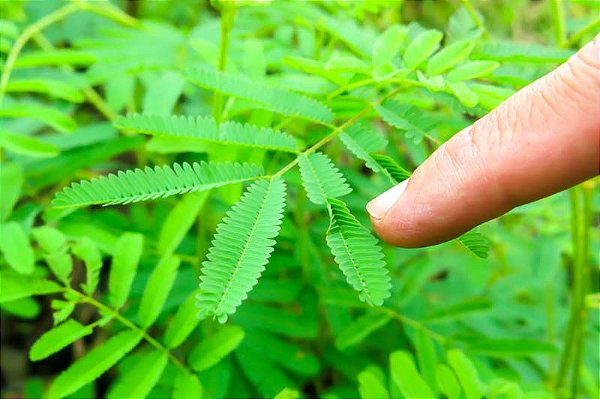 SEMENTES DE DORMIDEIRA (Mimosa pudica)