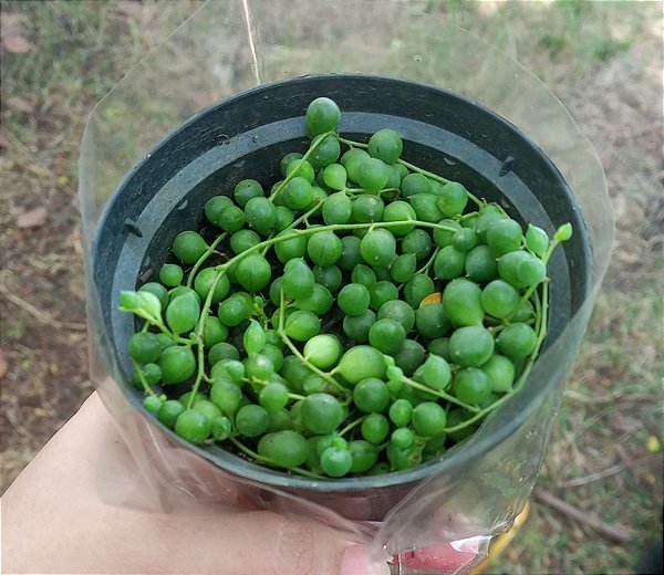 COLAR DE PÉROLAS (Senecio rowleyanus) - P11