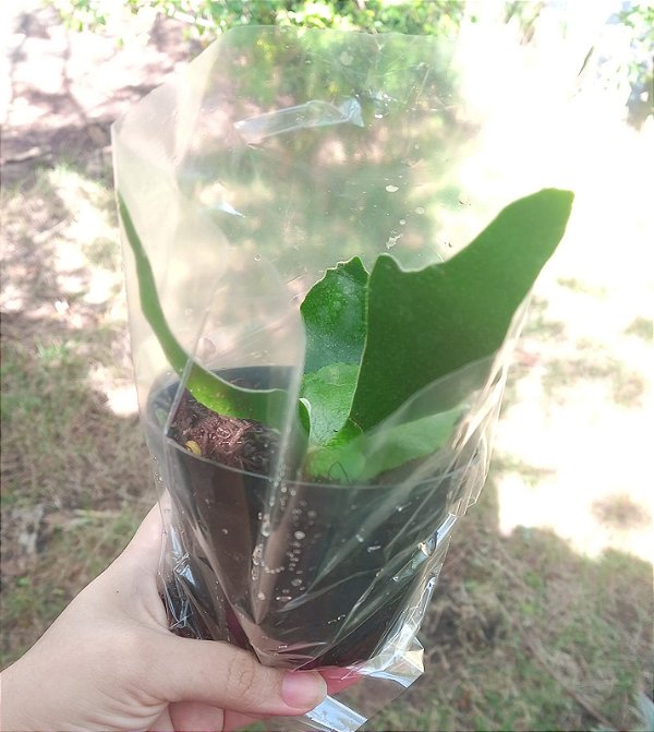 CHIFRE DE VEADO (Platycerium bifurcatum) - Pote 11