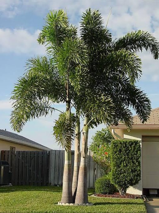 PALMEIRA RABO DE RAPOSA (Wodyetia bifurcata) – muda com até 60 cm