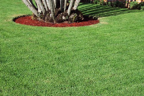 GRAMA ESMERALDA - Metro Quadrado m2 m²