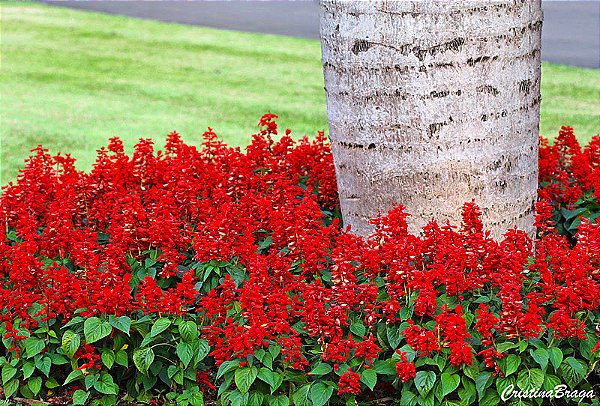 Sálvia Vermelha (Salvia splendens) - Caixa com 15 mudas