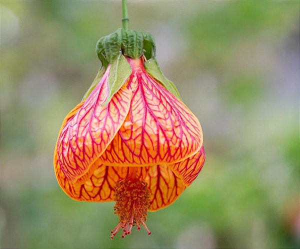 Flor de sino ou Lanterninha (Abutilon pictum) - muda com até 80 cm
