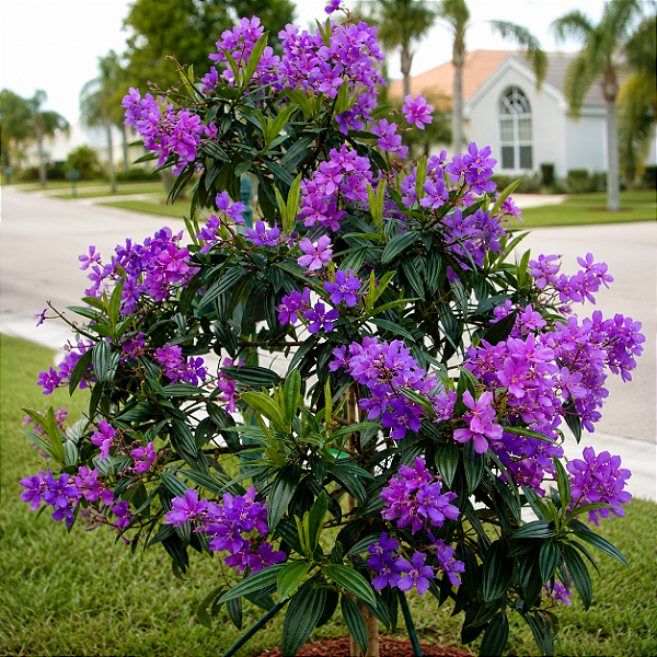 QUARESMEIRA ROXA (Tibouchina granulosa) - Muda com até 1 metro