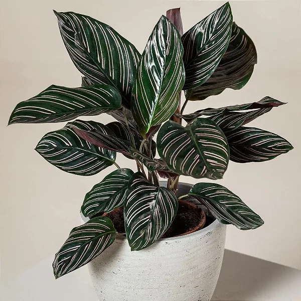Maranta Riscada ou Calathea ornata - Pote 17