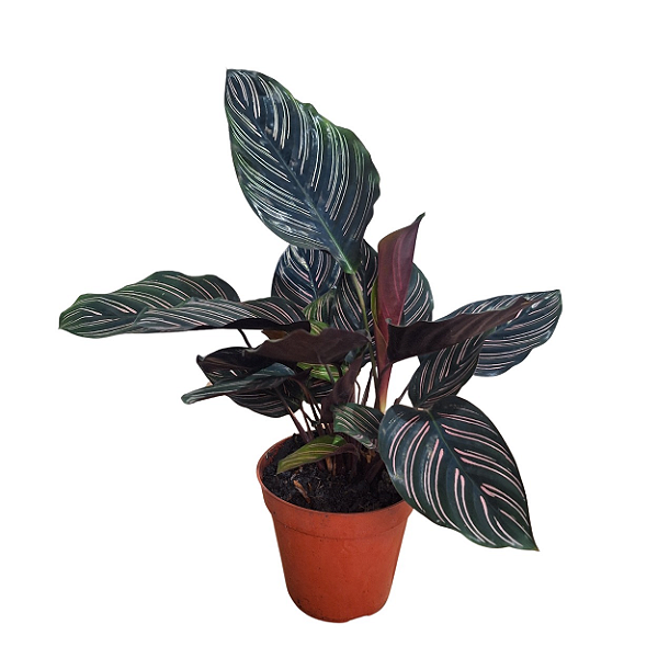 Marantha Riscada Maranta Riscada ou Calathea ornata - Pote 17 - Rebrotar Plantas
