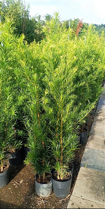 Podocarpo com 1.5m (Podocarpus macrophyllus)
