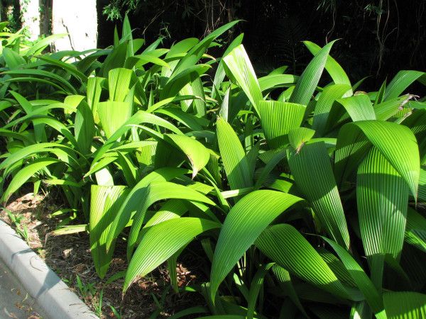 CURCULIGO ou PALMEIRA BAMBU (Curculigo capitulata) - Caixa com 10 mudas