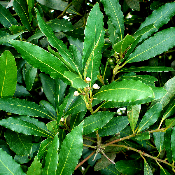 LOURO (Laurus nobilis) – Muda com até 1,20 m