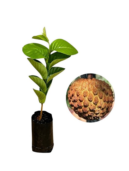 Marolo (Annona crassiflora) – Até 40 cm