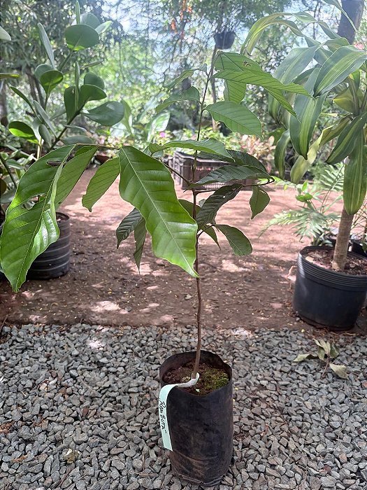 RAMBUTAN (Nephelium lappaceum) - Muda com até 80 cm