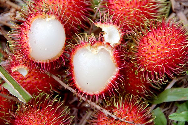 Rambutan (Nephelium lappaceum) - Até 60 cm