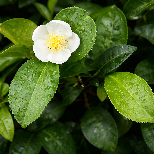CHÁ VERDE (Camellia sinensis) - Muda com até 60 cm
