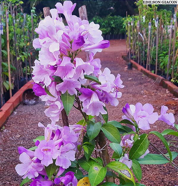 Cipó Alho (Mansoa alliacea) - Até 60 cm