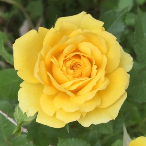 ROSA AMARELA (Rosa Grandiflora)