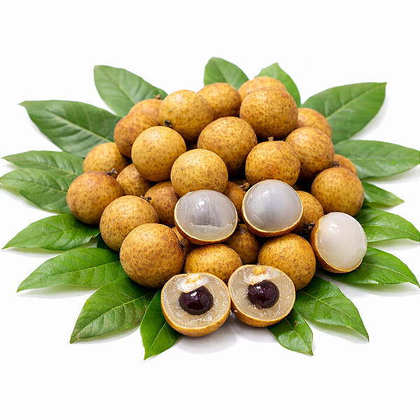 LONGANA ou LICHIA BRANCA (Dimocarpus longan) - Muda com até 80 cm