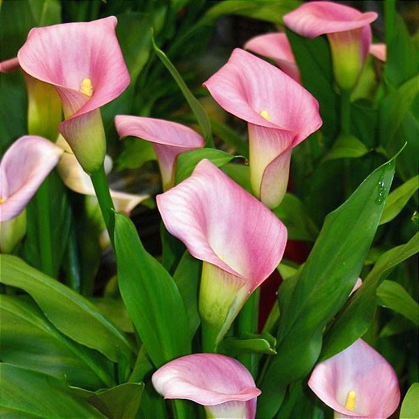 CALLA (Zantedeschia aethiopica) - Pote 15