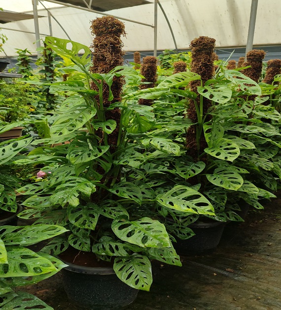 Monstera adansonii -  C21