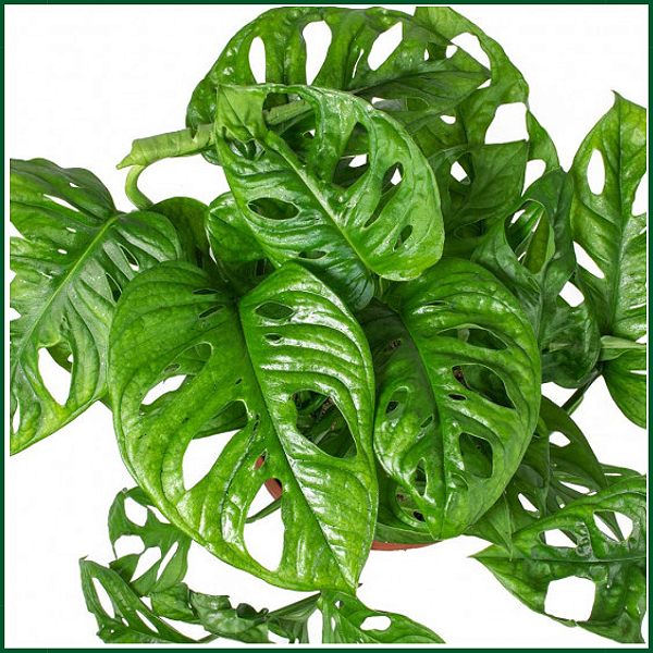 COSTELA DE EVA ou (Monstera adansonii) - C21