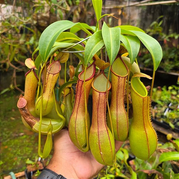 CARNÍVORA NEPENTES ou JARRO (Nepenthes graciliflora) - Pote 11