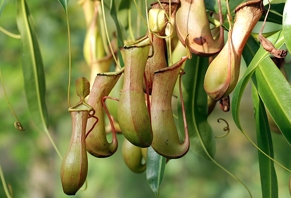 Planta Carnívora Nepenthes graciliflora - Pote 1