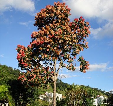 PAU FORMIGA (Triplaris brasiliana)